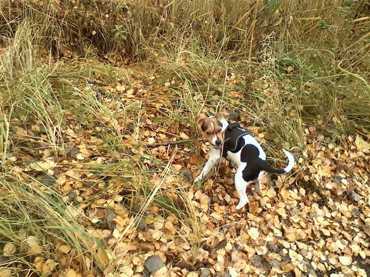 Dansk svensk gaardhund "-Mannfred-" billede 3