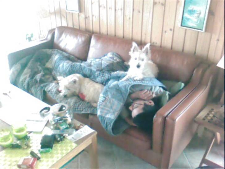 West highland white terrier Frida - frida i sommerhus, med hendes lidt større bedste ven Olga (også en westie) Ligger her hos fatti. billede 13