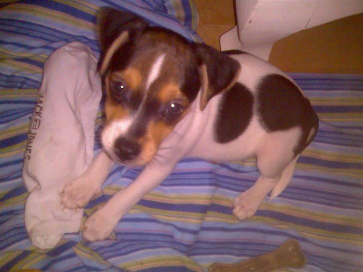 Dansk svensk gaardhund "-Mannfred-" billede 4