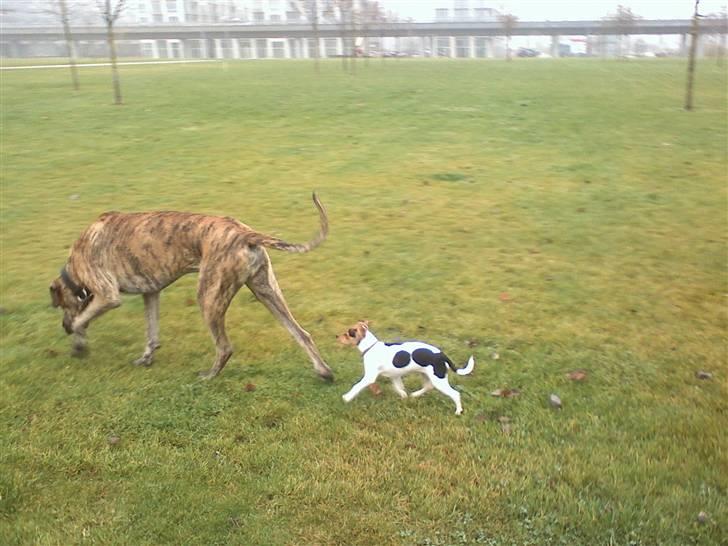 Dansk svensk gaardhund "-Mannfred-" billede 5