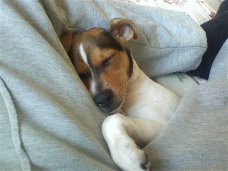 Dansk svensk gaardhund "-Mannfred-" billede 6