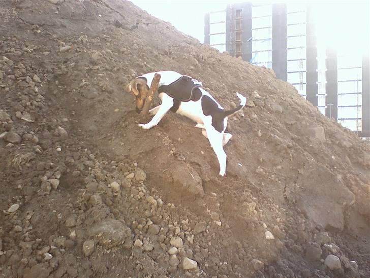 Dansk svensk gaardhund "-Mannfred-" billede 8