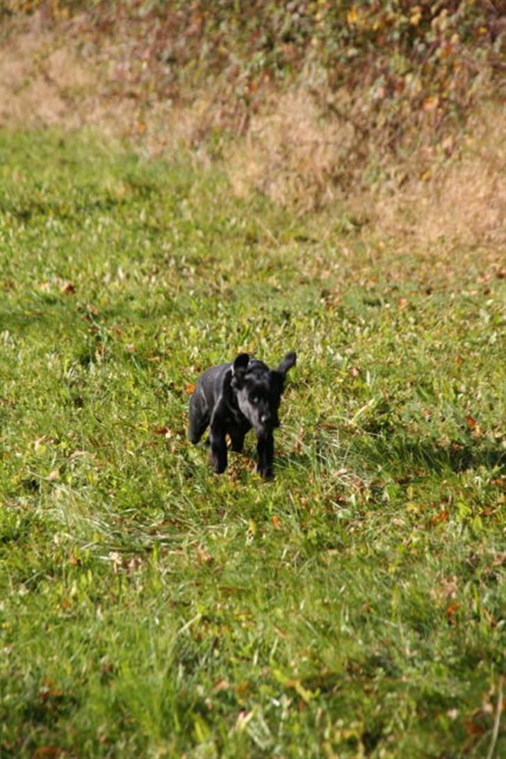 Labrador retriever Max - Max i indkaldsøvelse til træning d. 10.11.07  billede 10