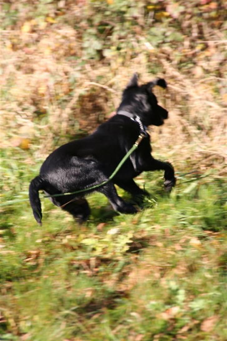 Labrador retriever Max - Max i indkaldelseøvelse d. 10.11.07 billede 11