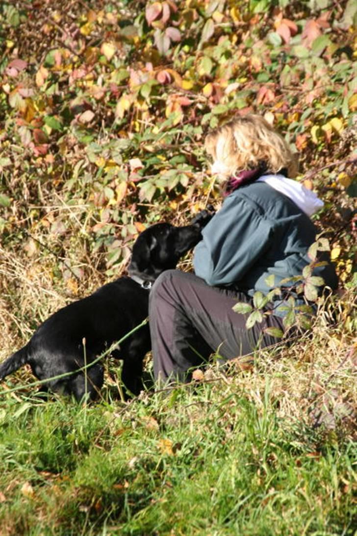 Labrador retriever Max - Så kom jeg mor, er jeg ikke dygtig :-) billede 12