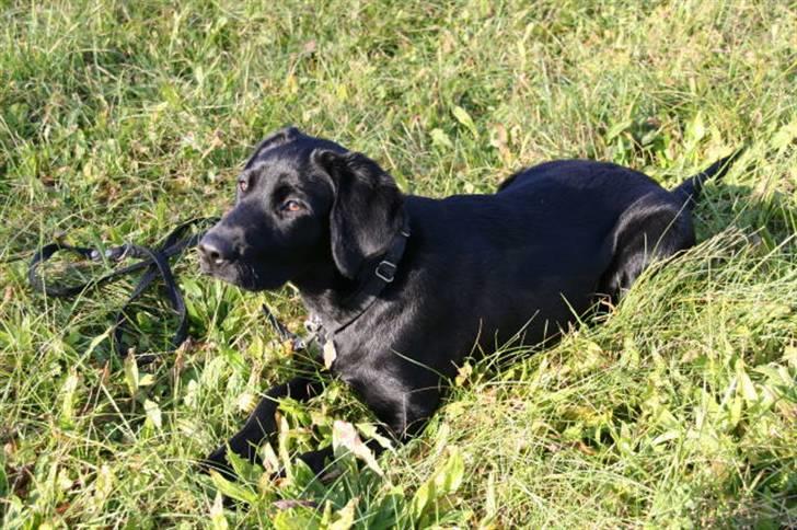 Labrador retriever Max - Max i en dækøvelse, han er super opmærksom billede 13
