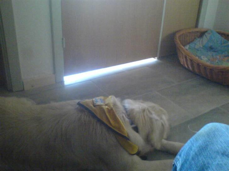 Golden retriever Olsen billede 3