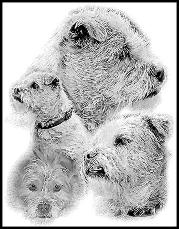 Blanding af racer Møffe  billede 20