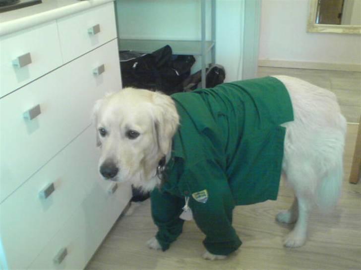 Golden retriever Olsen billede 5