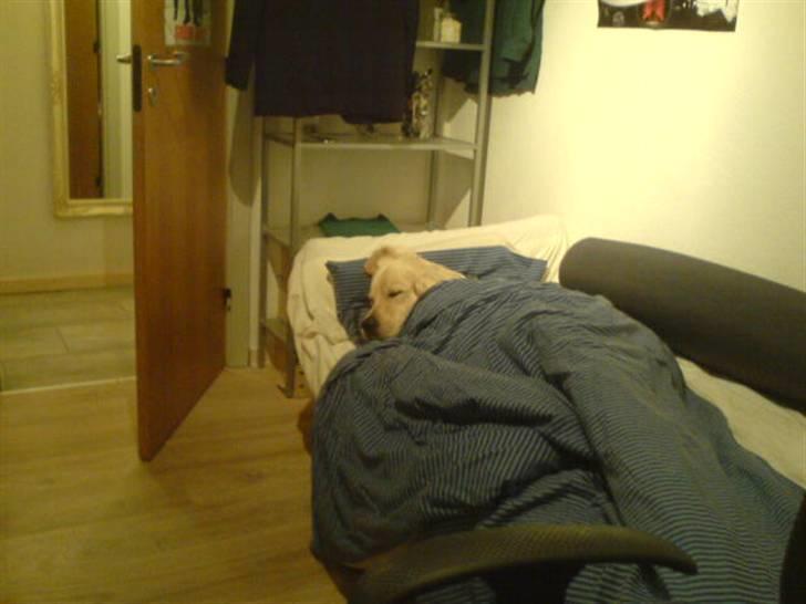 Golden retriever Olsen billede 6