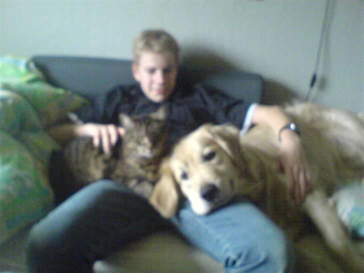 Golden retriever Olsen billede 7