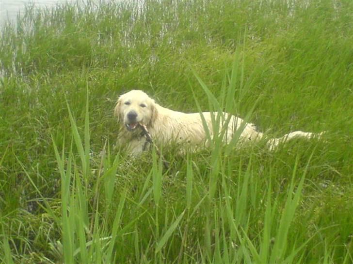 Golden retriever Olsen billede 8