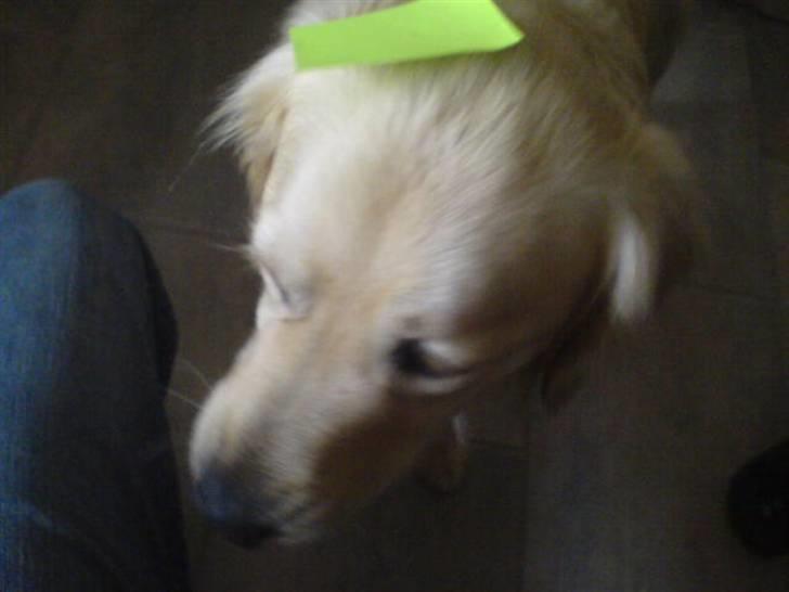 Golden retriever Olsen billede 9