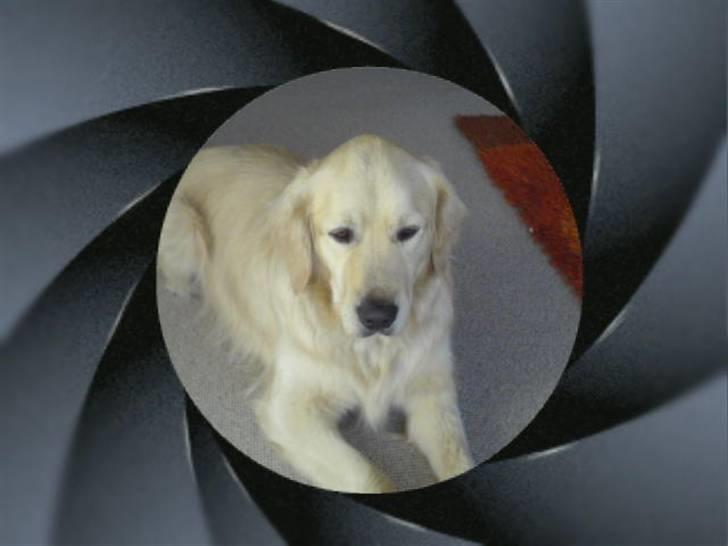 Golden retriever Olsen billede 10