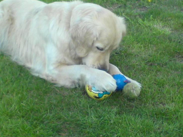 Golden retriever Olsen billede 11