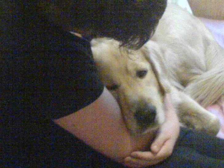 Golden retriever Olsen billede 12