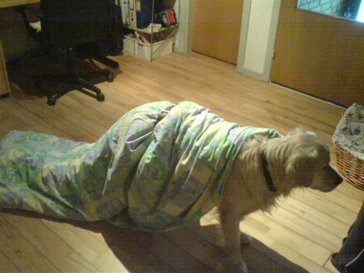 Golden retriever Olsen billede 13