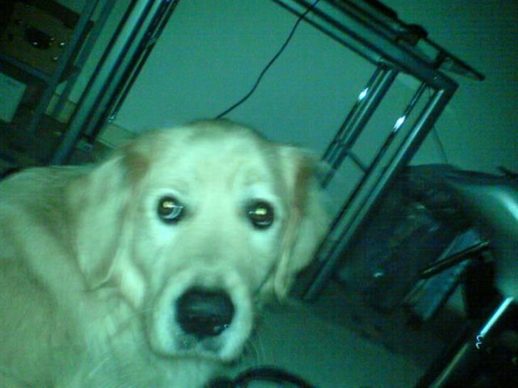 Golden retriever Olsen billede 14