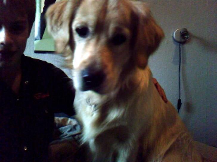 Golden retriever Olsen billede 15