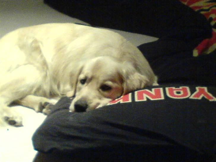 Golden retriever Olsen billede 17