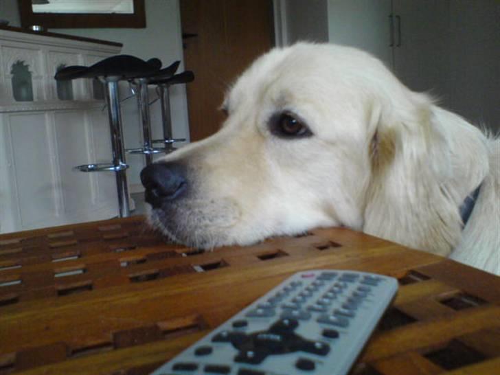 Golden retriever Olsen billede 18