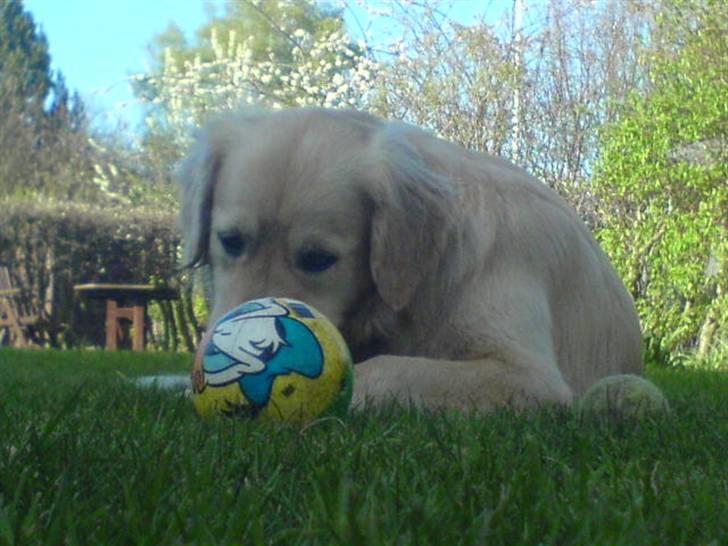 Golden retriever Olsen billede 19