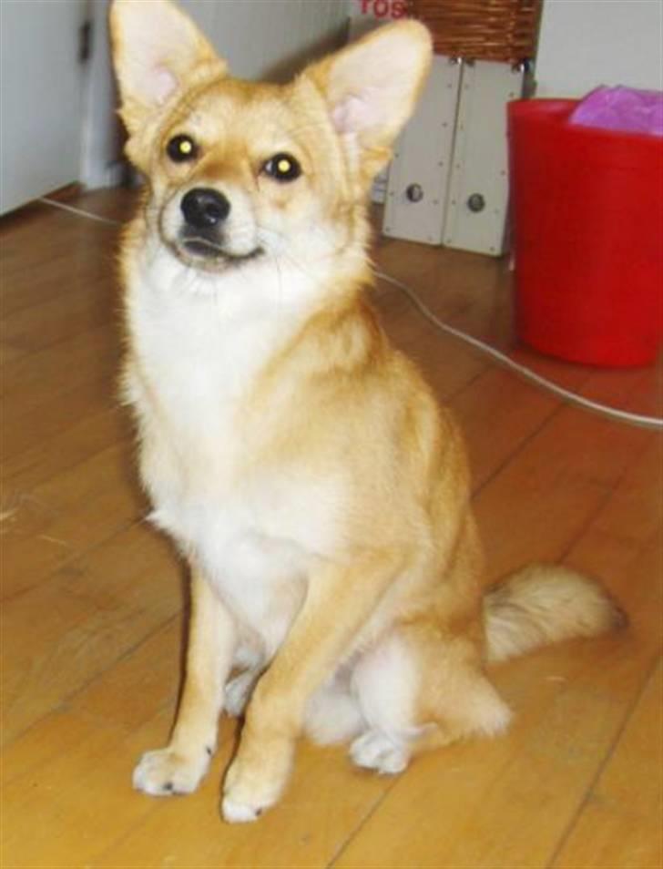 Blanding af racer Kenzo  - 9½ måned.. billede 1