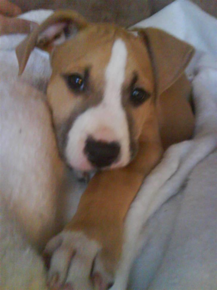 Amerikansk staffordshire terrier Tiesto billede 2