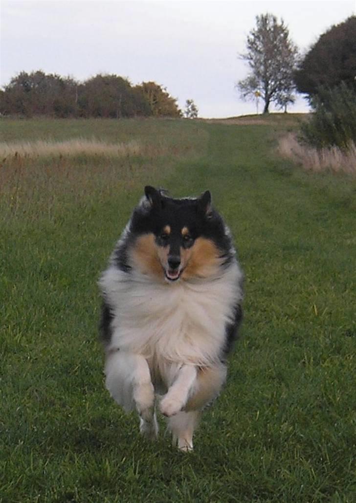 Collie langhåret Lucca   - Fuld fart frem! (Lucca på Lindholmhøje 2007.) billede 16