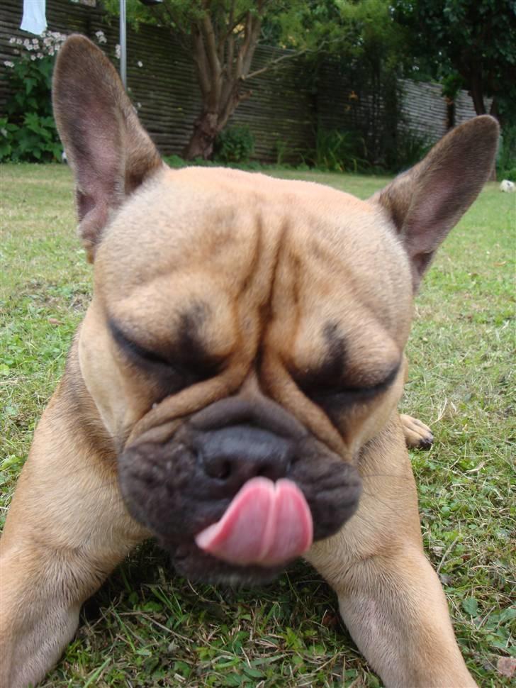 Fransk bulldog Lui Aimeé Asti - MUMS.... billede 19