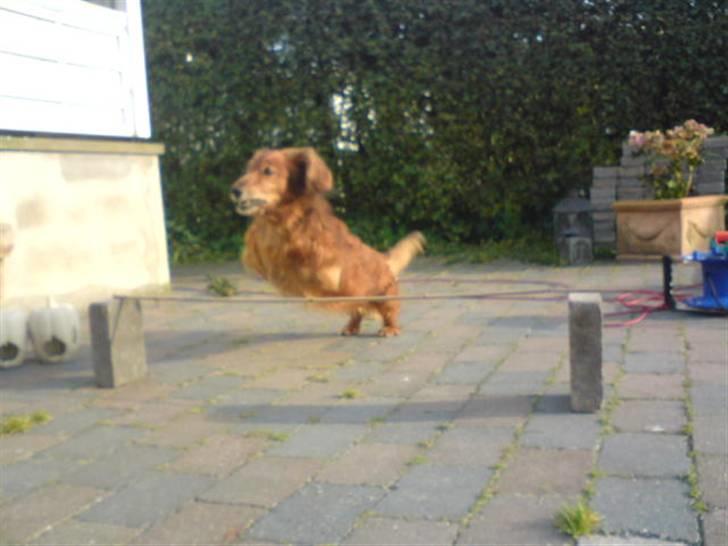 Gravhund Knud - hopsa.. ja mand en gravhund der kan springe.. :P billede 9