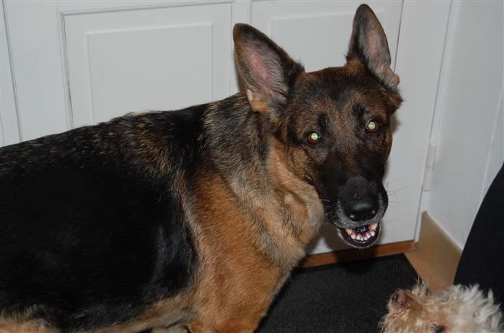 Schæferhund Mitzi billede 6