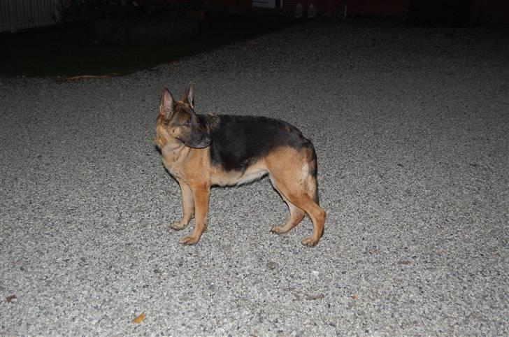 Schæferhund Mitzi billede 7