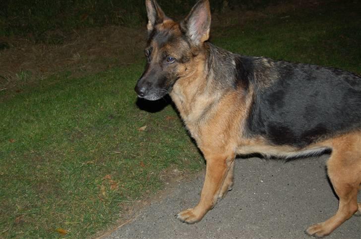 Schæferhund Mitzi billede 8