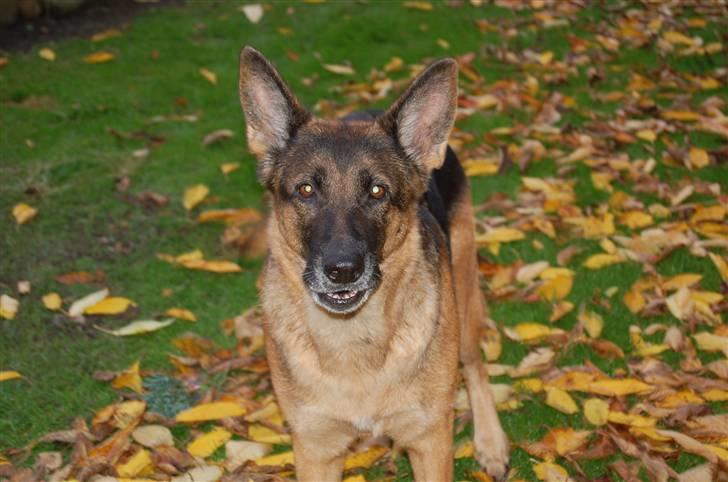 Schæferhund Mitzi billede 9