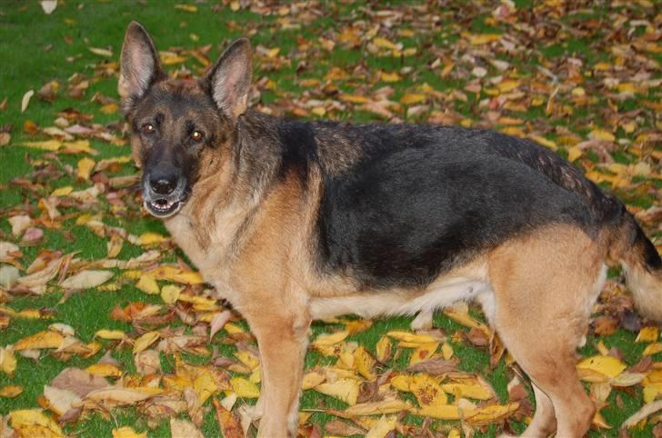 Schæferhund Mitzi billede 10