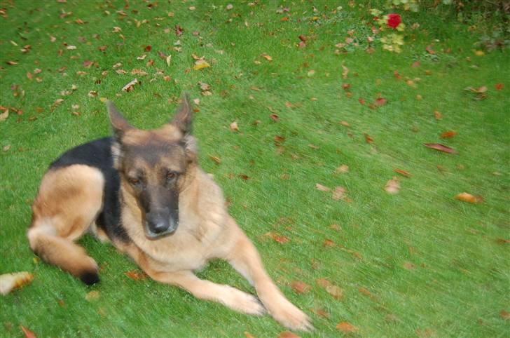 Schæferhund Mitzi billede 11