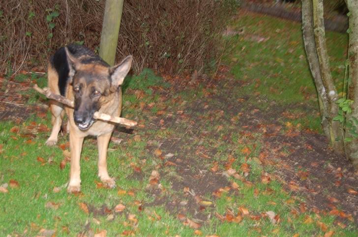 Schæferhund Mitzi billede 12