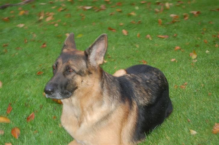 Schæferhund Mitzi billede 13