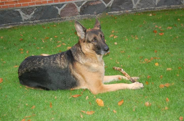 Schæferhund Mitzi billede 14