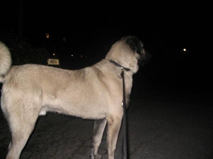 Kangal YAMAN billede 1