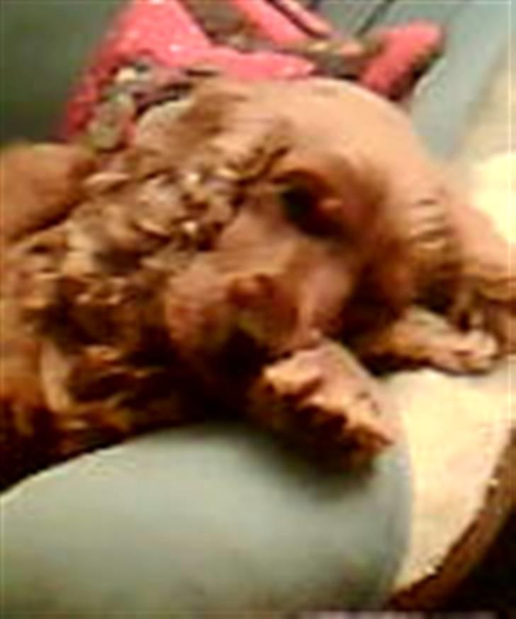 Cocker spaniel Bella - Ja man må jo bruge hvad man har som hovedpude billede 8