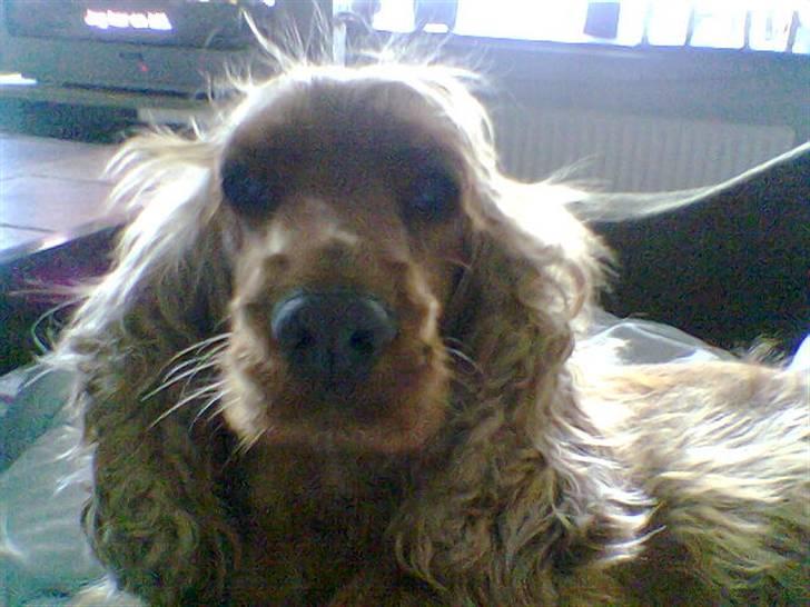 Cocker spaniel Bella - De kalder mig kong strit billede 9