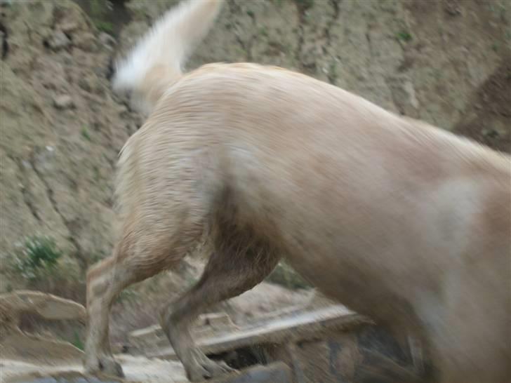 Blanding af racer Freja  - Du er for laaaagsom, jeg er skredet...! billede 14