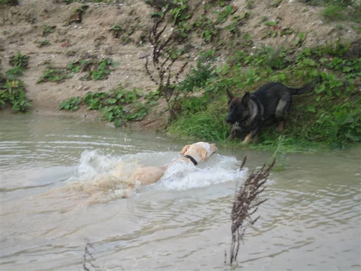 Blanding af racer Freja  - Kommer du ikke ud og svømmer....? billede 15