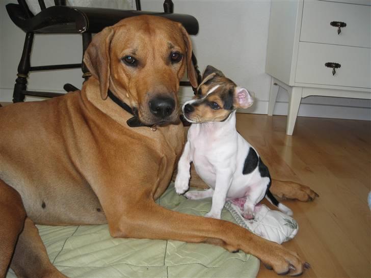 Dansk svensk gaardhund "-Mannfred-" - Enya/Mannfred billede 9