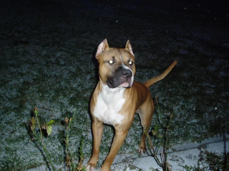 Amerikansk staffordshire terrier Charlie billede 17