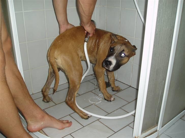 Amerikansk staffordshire terrier Charlie billede 18