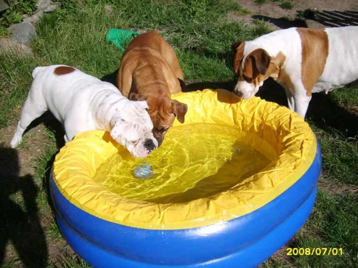Olde english bulldogge Celest R.I.P billede 18