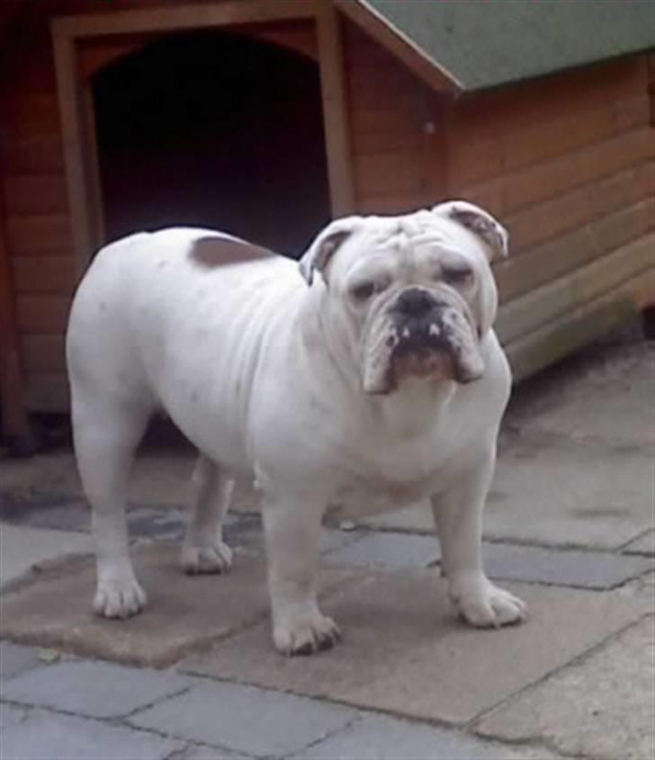 Olde english bulldogge Celest R.I.P billede 19